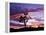 Joshua Tree at Sunset, California, USA-Gavriel Jecan-Framed Premier Image Canvas