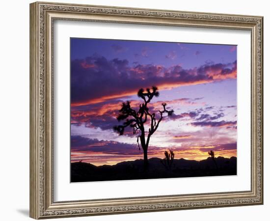 Joshua Tree at Sunset, California, USA-Gavriel Jecan-Framed Photographic Print