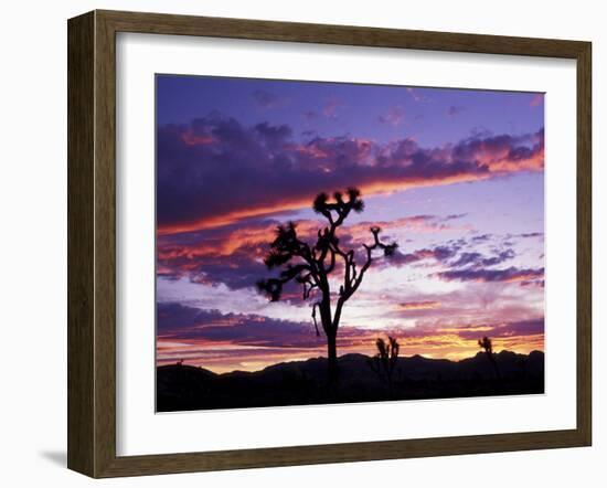 Joshua Tree at Sunset, California, USA-Gavriel Jecan-Framed Photographic Print