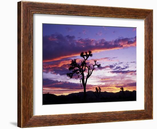 Joshua Tree at Sunset, California, USA-Gavriel Jecan-Framed Photographic Print