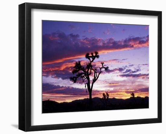 Joshua Tree at Sunset, California, USA-Gavriel Jecan-Framed Photographic Print