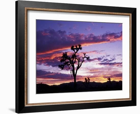 Joshua Tree at Sunset, California, USA-Gavriel Jecan-Framed Photographic Print