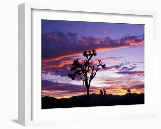 Joshua Tree at Sunset, California, USA-Gavriel Jecan-Framed Photographic Print