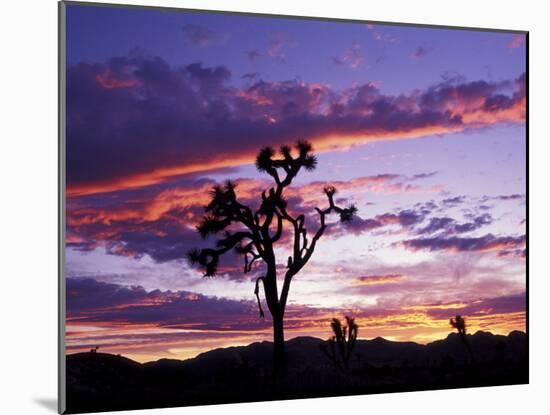 Joshua Tree at Sunset, California, USA-Gavriel Jecan-Mounted Photographic Print