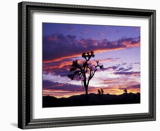 Joshua Tree at Sunset, California, USA-Gavriel Jecan-Framed Photographic Print