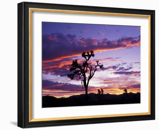 Joshua Tree at Sunset, California, USA-Gavriel Jecan-Framed Photographic Print