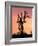 Joshua Tree at Sunset in Joshua Tree National Park, California, USA-Steve Kazlowski-Framed Photographic Print