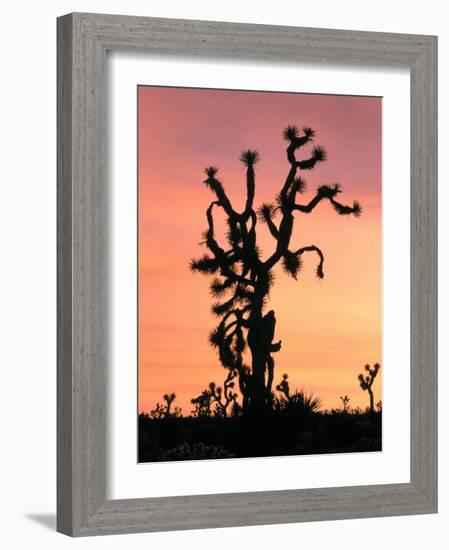 Joshua Tree at Sunset in Joshua Tree National Park, California, USA-Steve Kazlowski-Framed Photographic Print