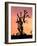 Joshua Tree at Sunset in Joshua Tree National Park, California, USA-Steve Kazlowski-Framed Photographic Print