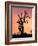 Joshua Tree at Sunset in Joshua Tree National Park, California, USA-Steve Kazlowski-Framed Photographic Print