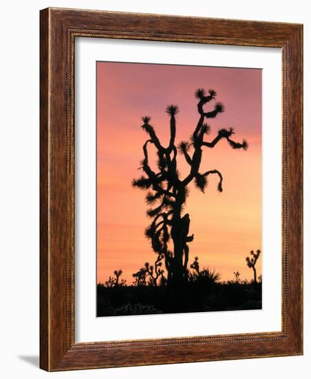 Joshua Tree at Sunset in Joshua Tree National Park, California, USA-Steve Kazlowski-Framed Photographic Print