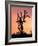 Joshua Tree at Sunset in Joshua Tree National Park, California, USA-Steve Kazlowski-Framed Photographic Print