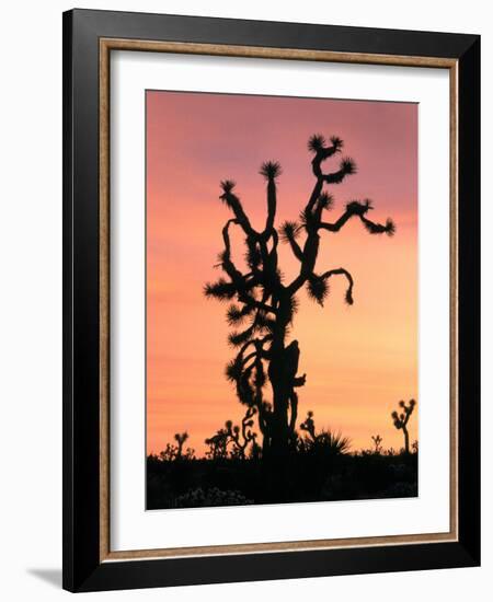 Joshua Tree at Sunset in Joshua Tree National Park, California, USA-Steve Kazlowski-Framed Photographic Print