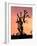 Joshua Tree at Sunset in Joshua Tree National Park, California, USA-Steve Kazlowski-Framed Photographic Print