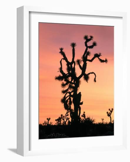 Joshua Tree at Sunset in Joshua Tree National Park, California, USA-Steve Kazlowski-Framed Photographic Print