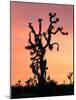 Joshua Tree at Sunset in Joshua Tree National Park, California, USA-Steve Kazlowski-Mounted Photographic Print