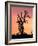 Joshua Tree at Sunset in Joshua Tree National Park, California, USA-Steve Kazlowski-Framed Photographic Print