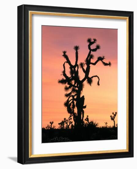 Joshua Tree at Sunset in Joshua Tree National Park, California, USA-Steve Kazlowski-Framed Photographic Print