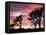 Joshua Tree at Sunset in Joshua Tree National Park, California, USA-Steve Kazlowski-Framed Premier Image Canvas