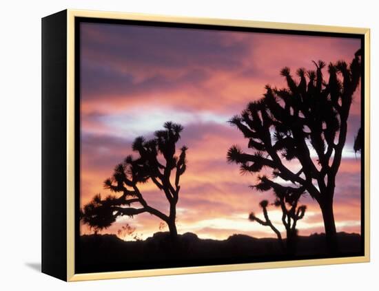 Joshua Tree at Sunset in Joshua Tree National Park, California, USA-Steve Kazlowski-Framed Premier Image Canvas