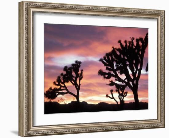 Joshua Tree at Sunset in Joshua Tree National Park, California, USA-Steve Kazlowski-Framed Photographic Print