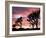 Joshua Tree at Sunset in Joshua Tree National Park, California, USA-Steve Kazlowski-Framed Photographic Print