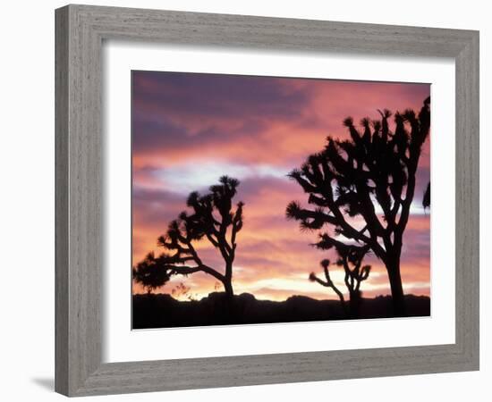 Joshua Tree at Sunset in Joshua Tree National Park, California, USA-Steve Kazlowski-Framed Photographic Print