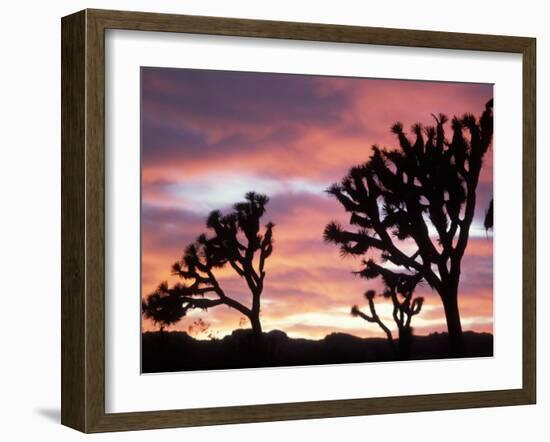 Joshua Tree at Sunset in Joshua Tree National Park, California, USA-Steve Kazlowski-Framed Photographic Print