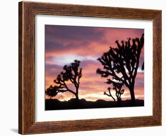 Joshua Tree at Sunset in Joshua Tree National Park, California, USA-Steve Kazlowski-Framed Photographic Print