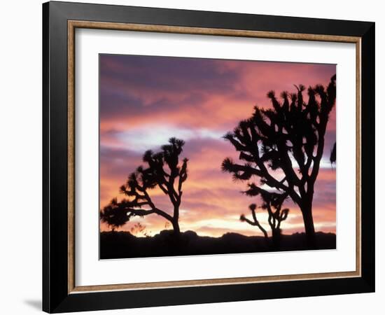 Joshua Tree at Sunset in Joshua Tree National Park, California, USA-Steve Kazlowski-Framed Photographic Print