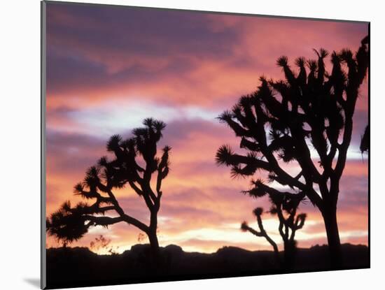 Joshua Tree at Sunset in Joshua Tree National Park, California, USA-Steve Kazlowski-Mounted Photographic Print