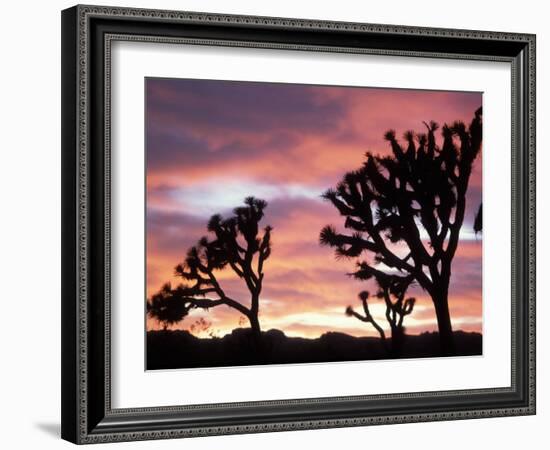 Joshua Tree at Sunset in Joshua Tree National Park, California, USA-Steve Kazlowski-Framed Photographic Print