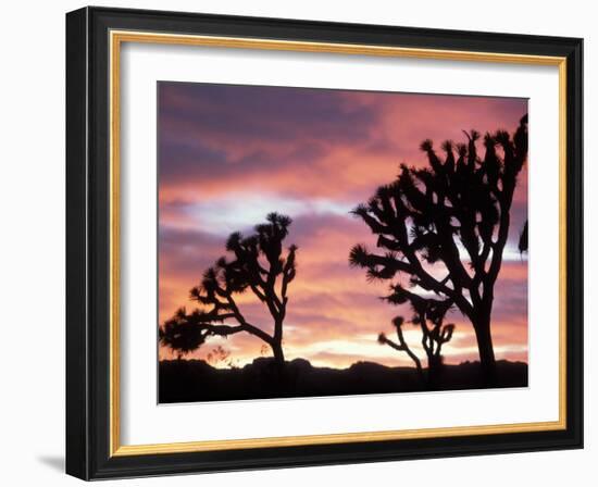 Joshua Tree at Sunset in Joshua Tree National Park, California, USA-Steve Kazlowski-Framed Photographic Print