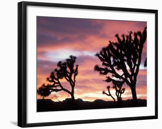 Joshua Tree at Sunset in Joshua Tree National Park, California, USA-Steve Kazlowski-Framed Photographic Print