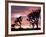 Joshua Tree at Sunset in Joshua Tree National Park, California, USA-Steve Kazlowski-Framed Photographic Print