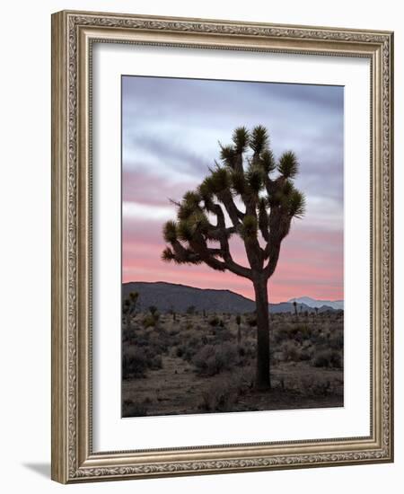 Joshua Tree at Sunset, Joshua Tree National Park, California-James Hager-Framed Photographic Print