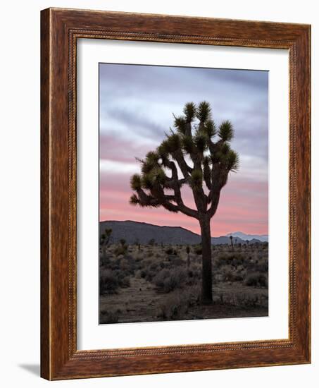 Joshua Tree at Sunset, Joshua Tree National Park, California-James Hager-Framed Photographic Print