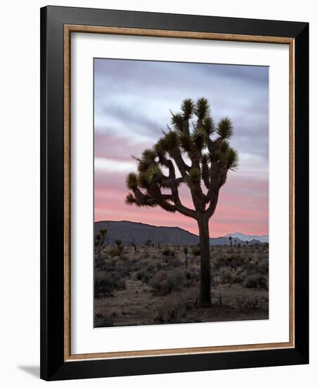 Joshua Tree at Sunset, Joshua Tree National Park, California-James Hager-Framed Photographic Print