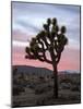 Joshua Tree at Sunset, Joshua Tree National Park, California-James Hager-Mounted Photographic Print