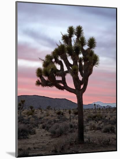 Joshua Tree at Sunset, Joshua Tree National Park, California-James Hager-Mounted Photographic Print