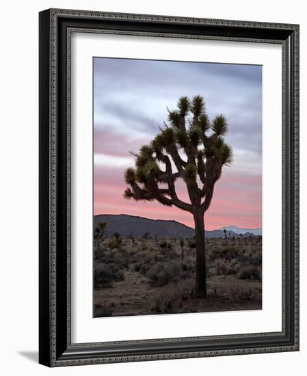 Joshua Tree at Sunset, Joshua Tree National Park, California-James Hager-Framed Photographic Print