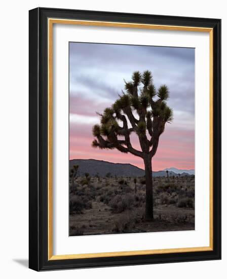 Joshua Tree at Sunset, Joshua Tree National Park, California-James Hager-Framed Photographic Print