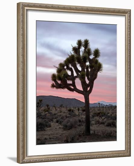 Joshua Tree at Sunset, Joshua Tree National Park, California-James Hager-Framed Photographic Print