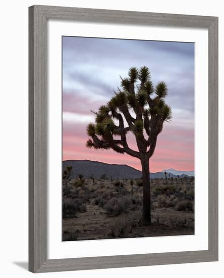 Joshua Tree at Sunset, Joshua Tree National Park, California-James Hager-Framed Photographic Print