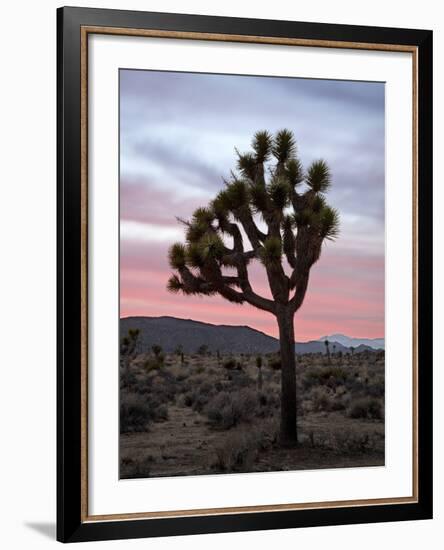 Joshua Tree at Sunset, Joshua Tree National Park, California-James Hager-Framed Photographic Print