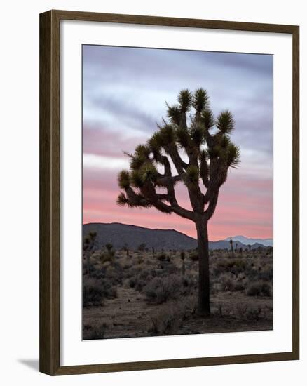 Joshua Tree at Sunset, Joshua Tree National Park, California-James Hager-Framed Photographic Print