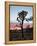 Joshua Tree at Sunset, Joshua Tree National Park, California-James Hager-Framed Premier Image Canvas