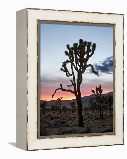 Joshua Tree at Sunset, Joshua Tree National Park, California-James Hager-Framed Premier Image Canvas