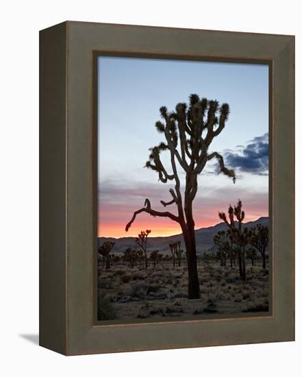 Joshua Tree at Sunset, Joshua Tree National Park, California-James Hager-Framed Premier Image Canvas