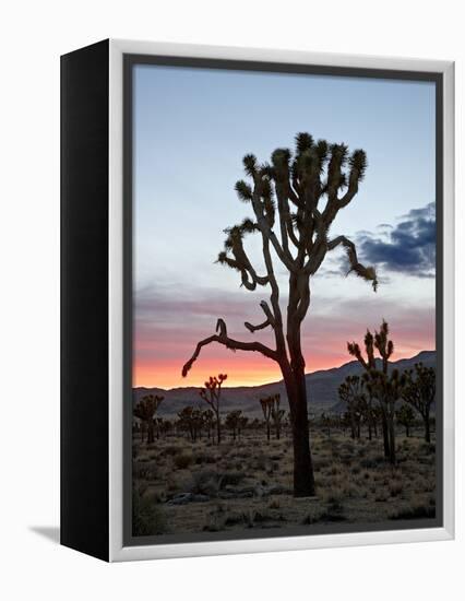 Joshua Tree at Sunset, Joshua Tree National Park, California-James Hager-Framed Premier Image Canvas